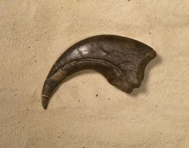Baryonyx walkeri