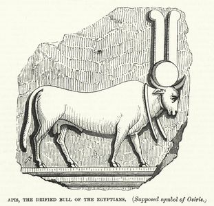 Apis, the Deified Bull of the Egyptians, supposed symbol of Osiris (engraving)