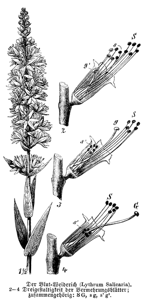Purple Loosestrife