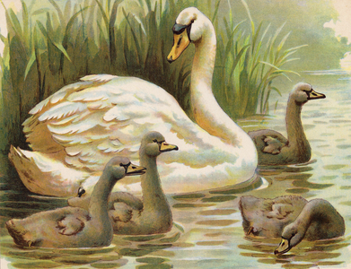 Swan and cygnets (colour litho)