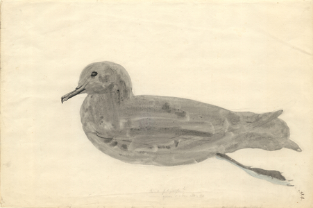 Puffinus griseus