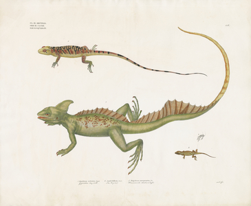 Basilisks and Small Lizards with Distinctive Features (hand-coloured litho)