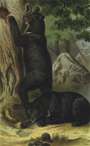 Kragenbar (chromolitho)