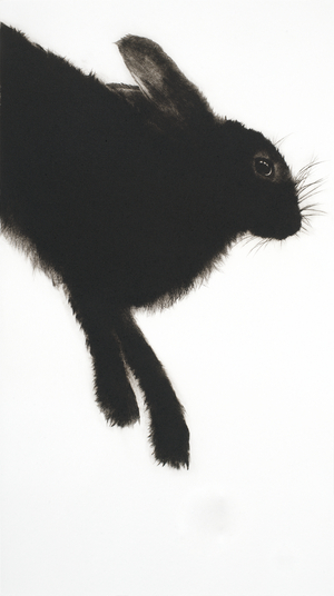 Hare, 2013 (drypoint engraving)