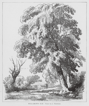 Full-Grown Elm (litho)