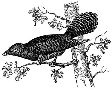 Cuckoo