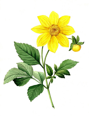Yellow dahlia, Dalhia simplex, Digitally prepared reproduction of a watercolour drawing from 1827