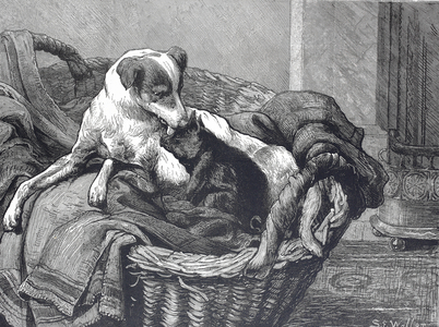 a dog nurse and her patient