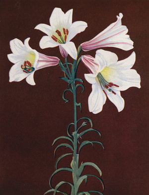 Lilies: Lilium Regale (colour photo)