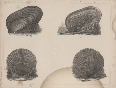 Conchology Plate III, 1855 (litho)