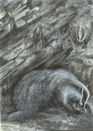 Meles meles, Eurasian badger, from a collection of pencil sketches and watercolour drawings of British mammals, c.1890-1910 (watercolour on paper)