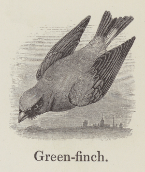 Greenfinch (engraving)