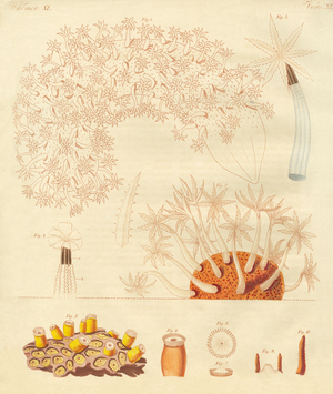 Strange worms, zoophytes (coloured engraving)