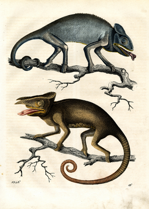 Chameleon and Basilisk (hand-coloured engraving)