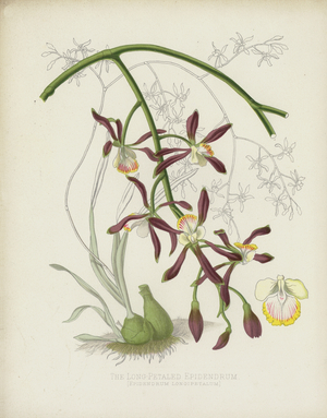 The Long-Petaled Epidendrum, Epidendrum Longipetalum (chromolitho)