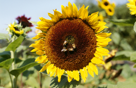 Sunflower, Napa Valley, California, North America (photo)