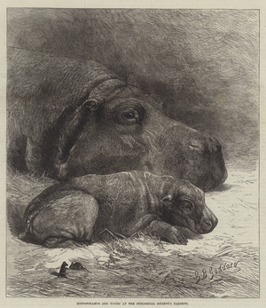 Hippopotamus and Young at the Zoological Society's Gardens (engraving)
