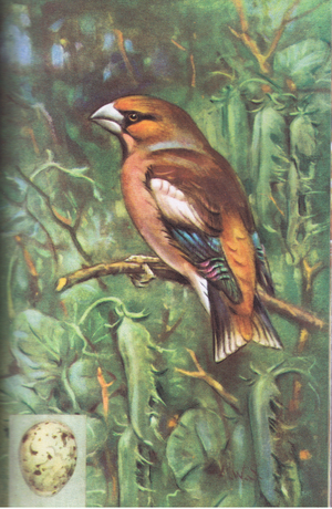 Hawfinch (colour litho)