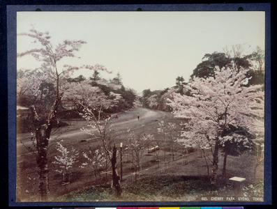 Cherry Park, Uyeno, Tokyo, 1880-1900 (hand coloured photo)