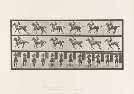 Plate 621. Canter; Saddle; Thoroughbred Bay Mare Annie 6, 1885 (collotype on paper)