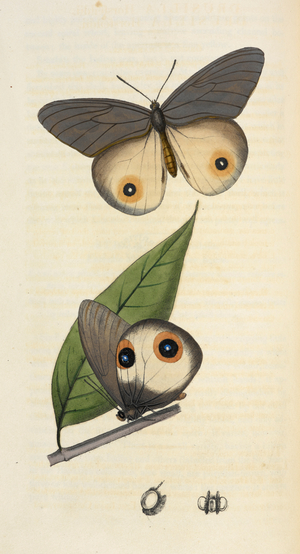 Taenaris horsfieldii. A butterfly of the Nymphalidae family.