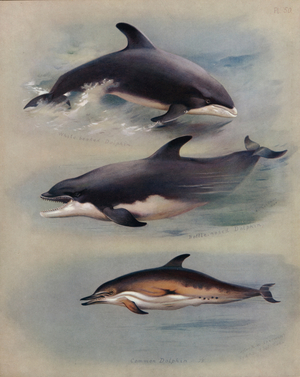 White-beaked Dolphin, Bottle-nosed Dolphin, Common Dolphin (colour litho)
