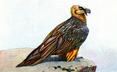 Gypaete barbu, c.1930 (illustration)