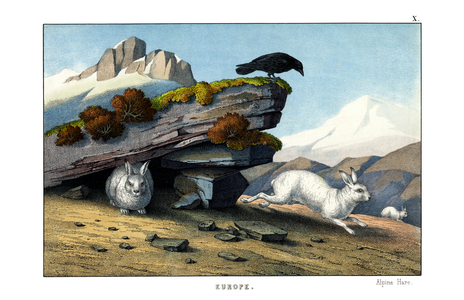 Alpine Hare, 1860 (colour litho)