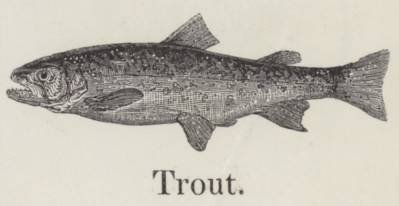 Trout (engraving)