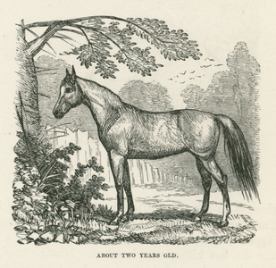 About two years old (engraving)