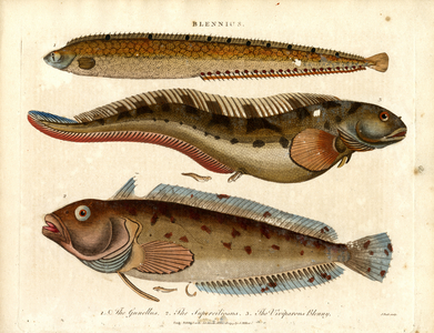 Blennies (Blennius), 1810 (print)