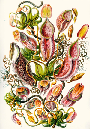 a collection of Nepenthaceae from 'Kunstformen der Natur', 1899 (colour litho)
