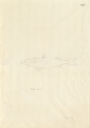 Aldrichetta forsteri
