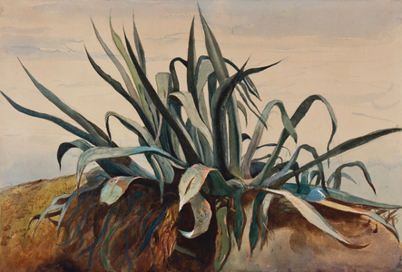 Study of an agave, with additions by a Borbone pupil (pencil, watercolour & gouache on paper)