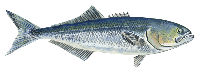 Bluefish