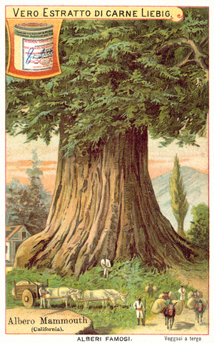 Mammoth Tree, California (chromolitho)