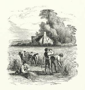 Corn harvest (engraving)