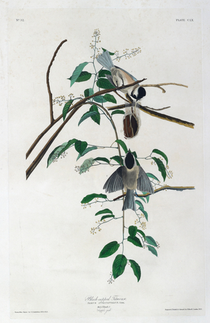 Two birds. Colour Illustration by Audubon; Black-capped Titmouse.