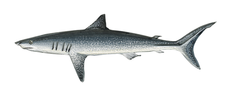 Mako shark