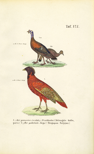 Wild Turkey and Satyr Tragopan, 1850 (lithography)