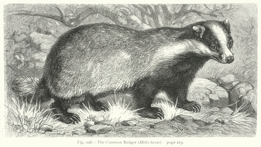 The Common Badger (Meles Taxus) (engraving)