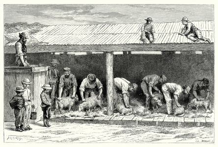 Sheep-Shearing (engraving)