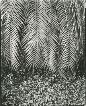 Fern, Small Leaves, Bronx Botanical Garden, New York, 1945 (silver gelatin print)