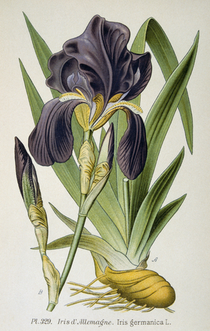 The German Iris flower, 1793 (engraving)