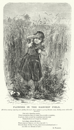 Flowers in the Harvest Field (engraving)