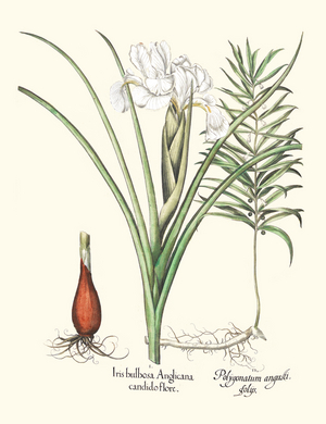 English Bulbous Iris and Solomon's Seal (print)