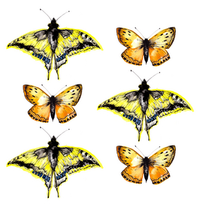 Six Butterflies, 2020 (watercolour & ink)