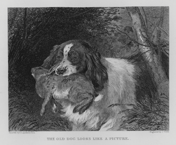 The Old Dog Looks Like a Picture (engraving)