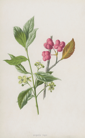 Spindle Tree (chromolitho)
