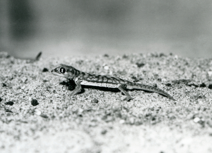 A Namib sand gecko/Web-footed gecko standing on sand, London Zoo, September 1928 (b/w photo)